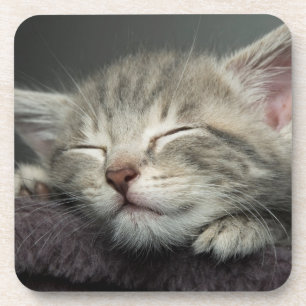 Sleepy Kitten Coaster