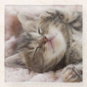 Sleepy Kitten Glass Coaster