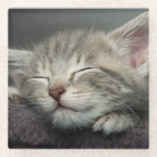Sleepy Kitten Glass Coaster (Front)