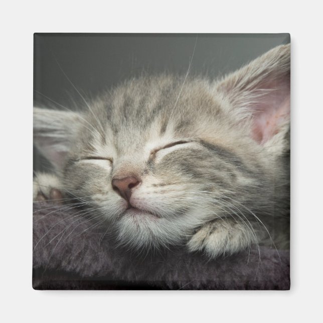 Sleepy Kitten Magnet (Front)