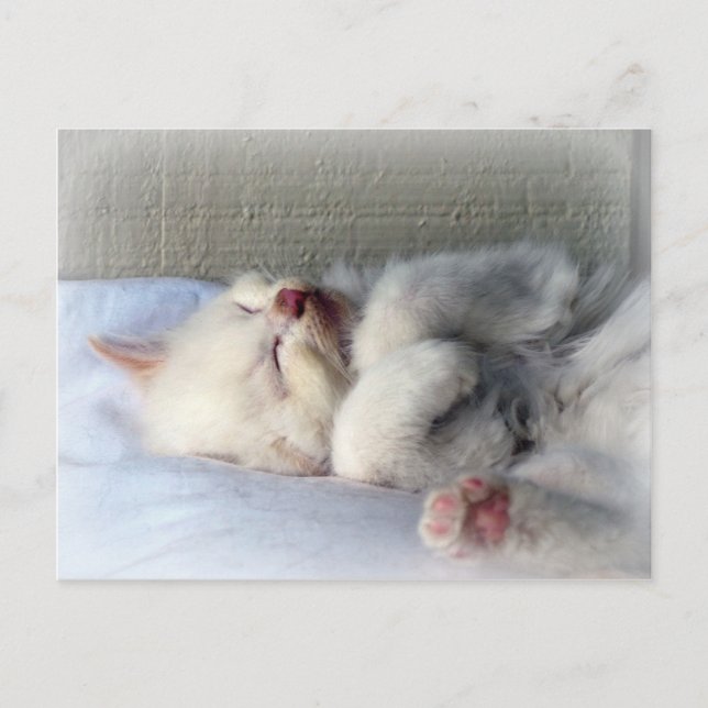 Sleepy Kitten Postcard (Front)