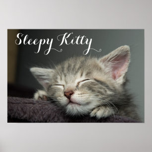 Sleepy Kitten Poster