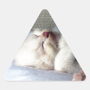 Sleepy Kitten Triangle Sticker