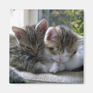 Sleepy Kittens Magnet