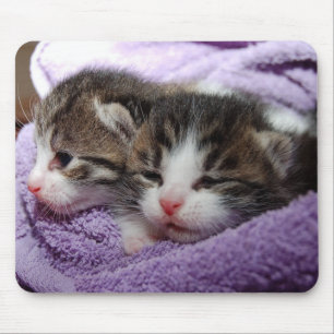 Sleepy kittens mouse pad