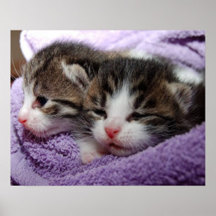 Sleepy kittens poster