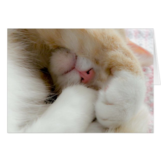 Sleepy Kitty (Front Horizontal)