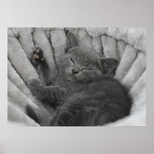 Sleepy kitty poster
