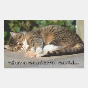 Sleepy kitty rectangular sticker