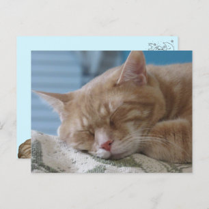 Sleepy Kitty Taz - Cat Postcard