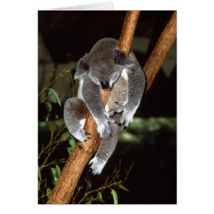 Sleepy Koala