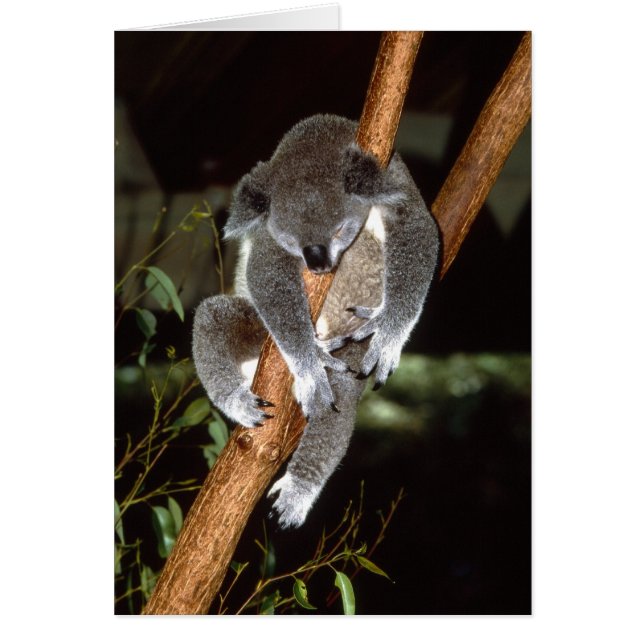 Sleepy Koala (Front)