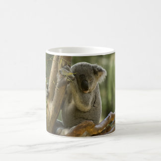 Sleepy Koala Bear Coffee Mug
