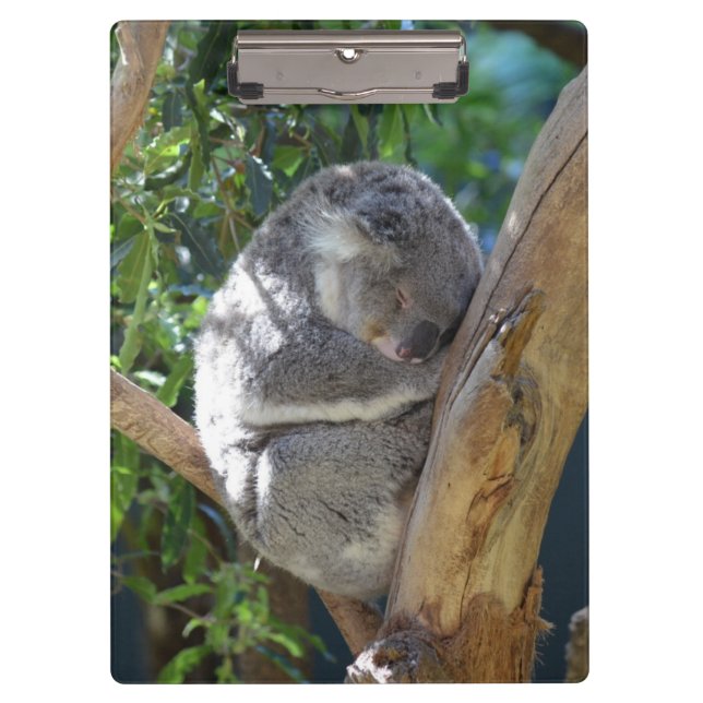 Sleepy Koala Clipboard (Front)