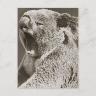 Sleepy Koala Yawning Postcard