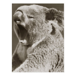 Sleepy Koala Yawning Postcard