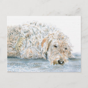 Sleepy Labradoodle Postcard