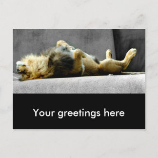 Sleepy Lion Postcard