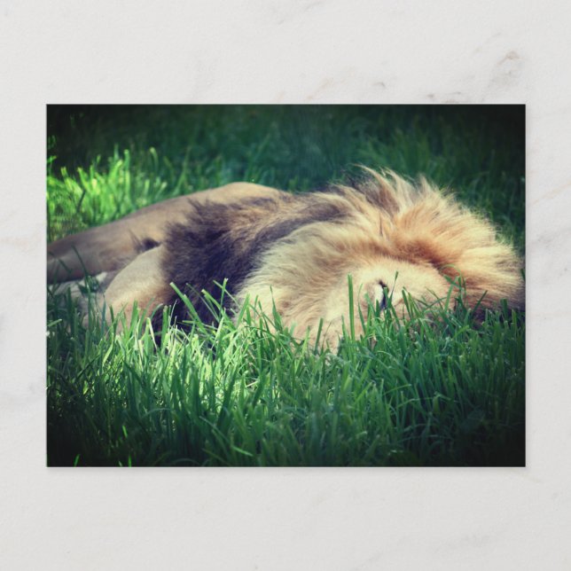 Sleepy Lion Postcard (Front)