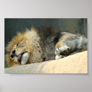 Sleepy lion sticking out the tongue 6X4" Poster