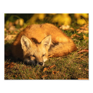 Sleepy Little Fox Photo Print