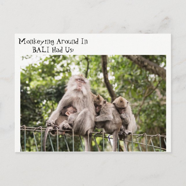 Sleepy Monkeys in Bali Postcard (Front)