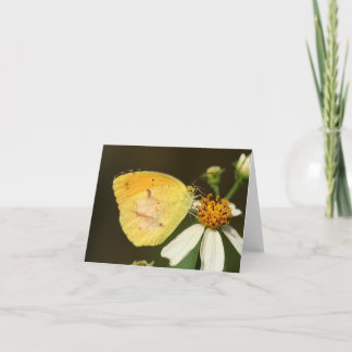 Sleepy Orange Butterfly Note Card