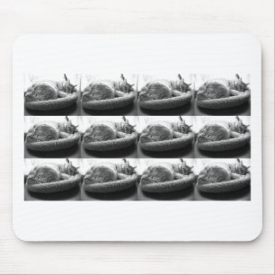 Sleepy Orange Tabby Cat/Black and White Photo Mouse Pad