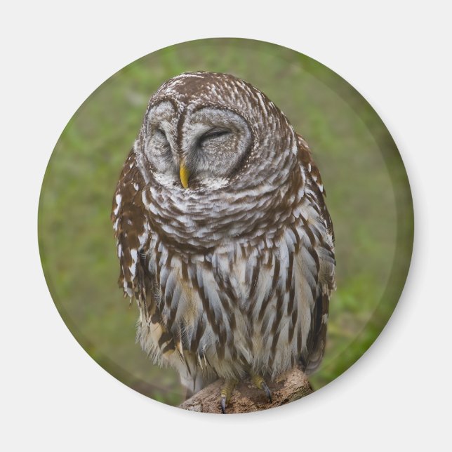 Sleepy Owl Magnet (Front)