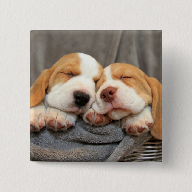 Sleepy Puppies 15 Cm Square Badge (Front)
