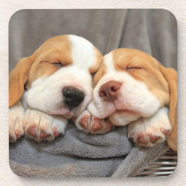 Sleepy Puppies Coaster (Front)