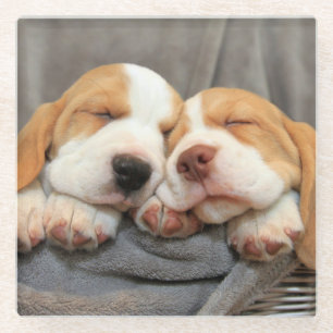 Sleepy Puppies Glass Coaster