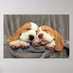 Sleepy Puppies Poster