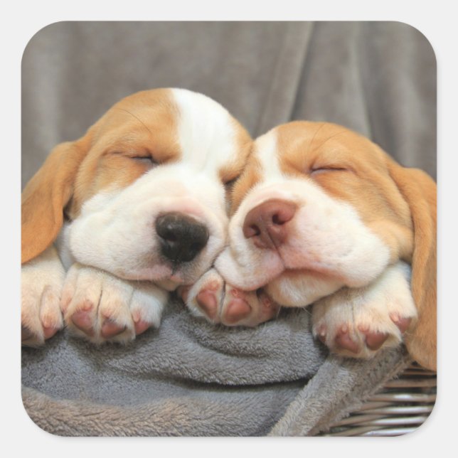 Sleepy Puppies Square Sticker (Front)
