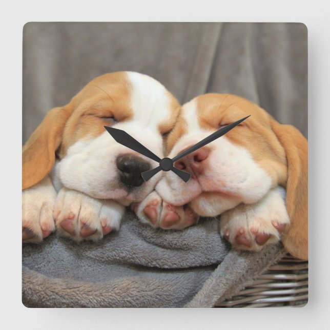 Sleepy Puppies Square Wall Clock (Front)