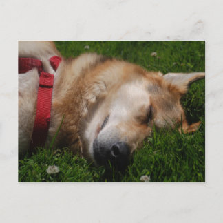 Sleepy Puppy Beauty Postcard
