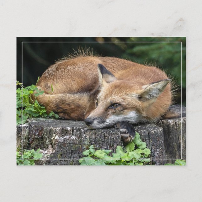 Sleepy Red Fox   Postcard (Front)