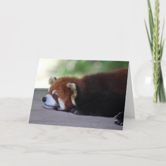 Sleepy Red Panda Photo Card