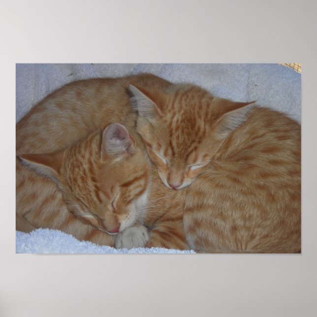 Sleepy relaxed kittens poster (Front)