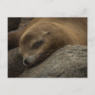 Sleepy Sea Lion - Sleeping Wildlife Photography Postcard