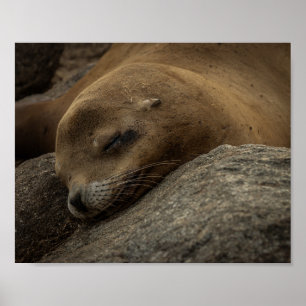 Sleepy Sea Lion - Sleeping Wildlife Photography Poster