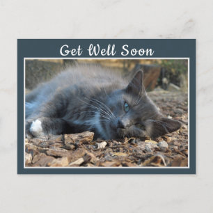 Sleepy Shady Cat Get Well Soon Postcard