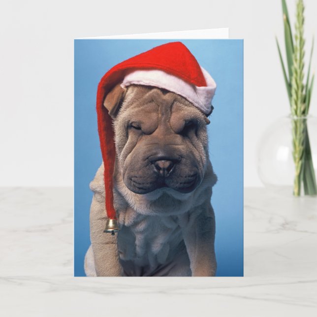 Sleepy Shar Pei x mas Chrstmas dog Holiday Card (Front)
