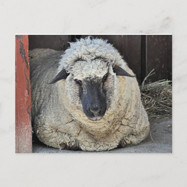 Sleepy Sheep Postcard (Front)