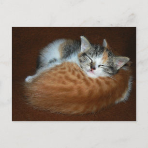 Sleepy soft kittens postcard