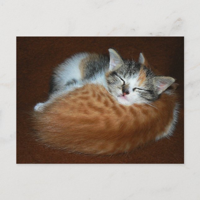 Sleepy soft kittens postcard (Front)