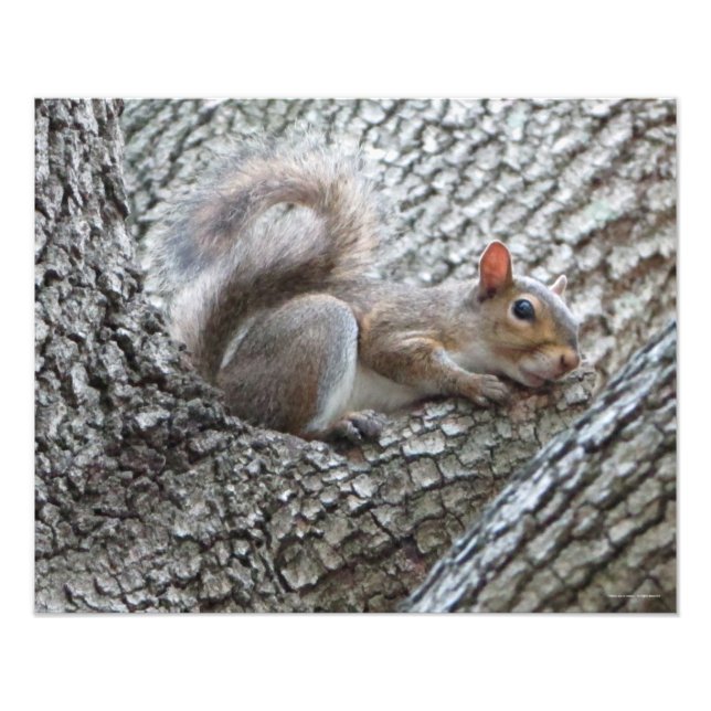 Sleepy Squirrel Photo Print (Front)