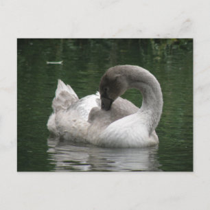Sleepy Swan Postcard