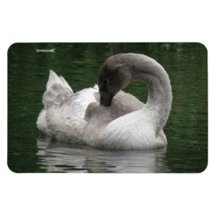 Sleepy Swan Premium Magnet