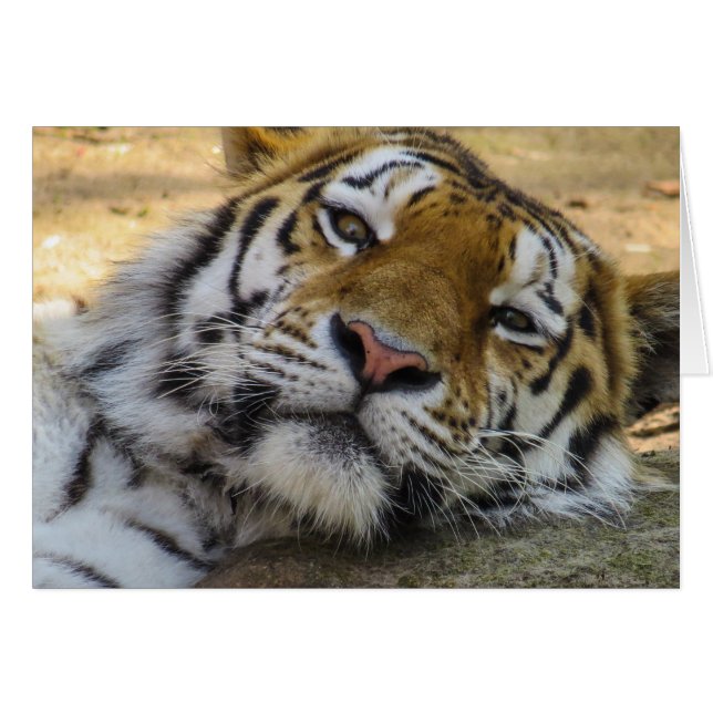 Sleepy Tiger (Front Horizontal)